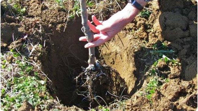 ΚΕΠΑ - Φύτευση δένδρων στο Δήμο Πυλαίας - Χορτιάτη