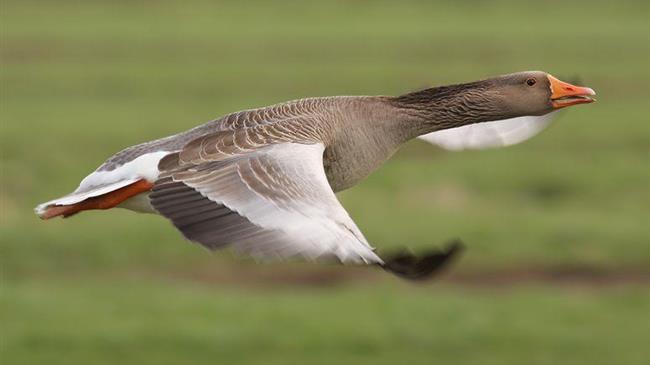 Καταγραφή εμπορικών εκμεταλλεύσεων πουλερικών για τη θέσπιση εθνικού μητρώου