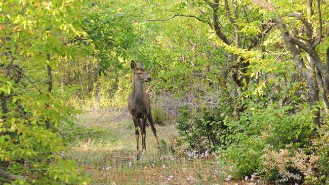 Θεσσαλονίκη: Ειδικός χώρος για ζαρκάδια και ελάφια στον «Αρκτούρο»