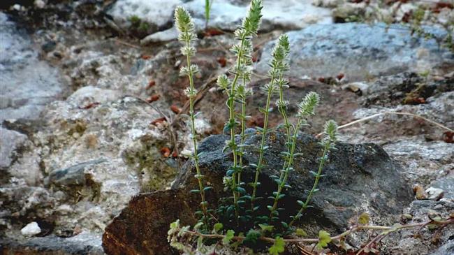 "Micromeria Acropolitaka", το αγριολούλουδο που φυτρώνει μόνο στην Ακρόπολη