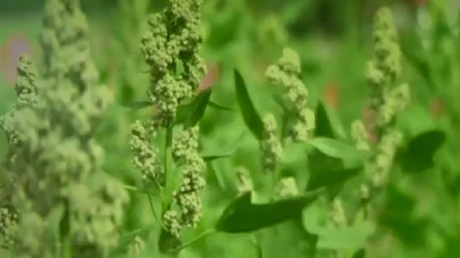 Λάρισα: Στροφή των νέων αγροτών στις εναλλακτικές καλλιέργειες