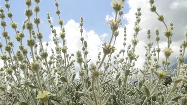 Μαλοτήρας, δίκταμο κι άλλα τρία σπάνια ενδημικά φυτά της Κρήτης μπαίνουν στο «αυλάκι» της συστηματικής καλλιέργειας