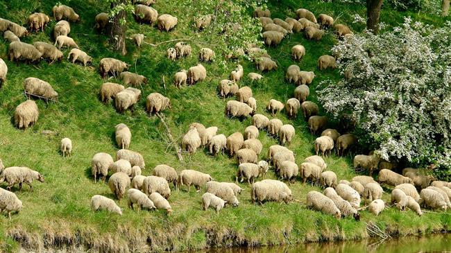 Αυξήθηκε ο προϋπολογισμός για τους κτηνοτρόφους
