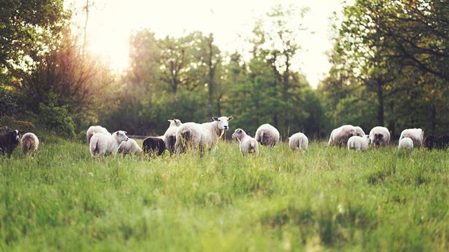 Ημαθία: Ενημέρωση κτηνοτρόφων για την κατανομή των βοσκήσιμων γαιών 2021