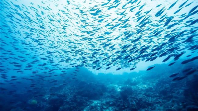 Towards healthy ecosystems: the GFCM's multifaceted approach to mitigating interactions between fisheries and vulnerable species