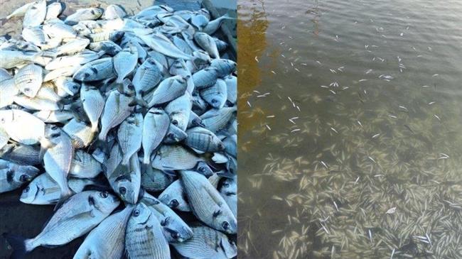 Ηγουμενίτσα: Χιλιάδες νεκρά ψαριά από το ψύχος στη λιμνοθάλασσα του Δρεπάνου