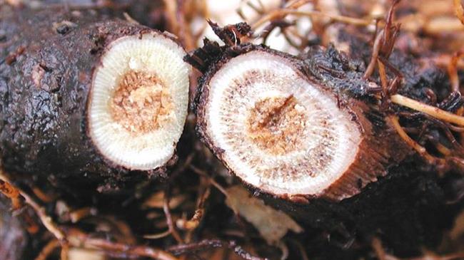 Αμπέλι: Ασθένειες ξύλου