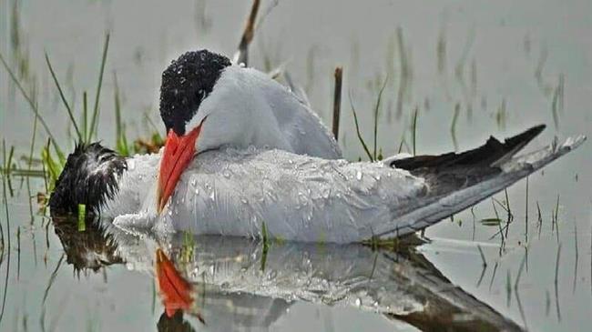 Πλανήτης γη: Γιατί αν δεν το ξέρετε και τα πουλιά έχουν αισθήματα