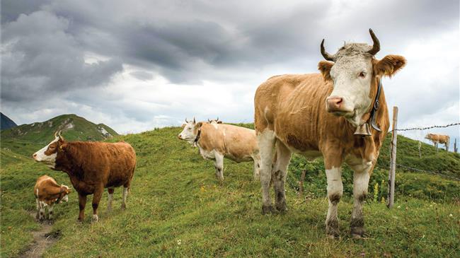 Large carnivores – A threat to the welfare of humans and domestic animals in rural areas