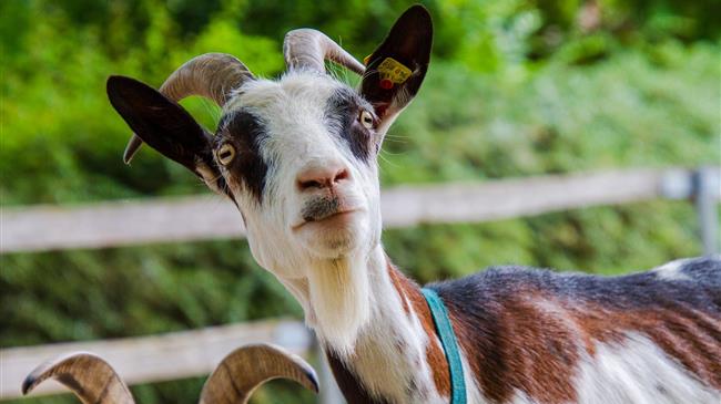 Υπομέτρο 6.3: Έγινε τροποποίηση στο πρόγραμμα Ανάπτυξη μικρών γεωργικών εκμεταλλεύσεων