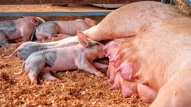 Rabobank: Το παγκόσμιο εμπόριο χοιρινού κρέατος θα μειωθεί αλλά οι τιμές θα παραμείνουν ανθεκτικές