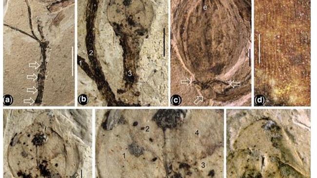 Ανακαλύφθηκε στην Κίνα το αρχαιότερο στον κόσμο απολιθωμένο μπουμπούκι λουλουδιού ηλικίας 164 εκατομμυρίων ετών