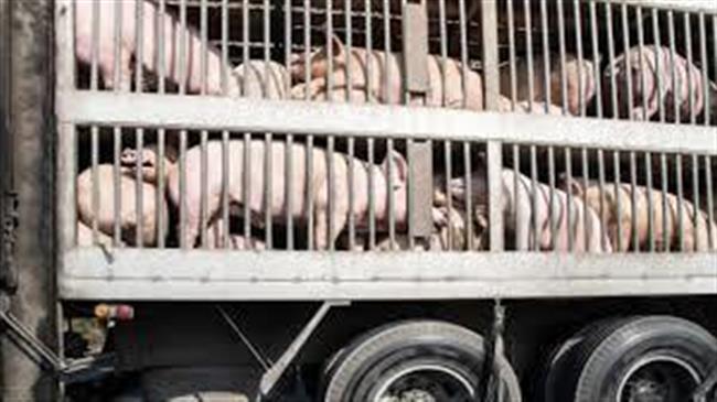 Το εισαγόμενο κρέας από τρίτες χώρες πληροί τα πρότυπα καλής μεταχείρισης των ζώων της ΕΕ;