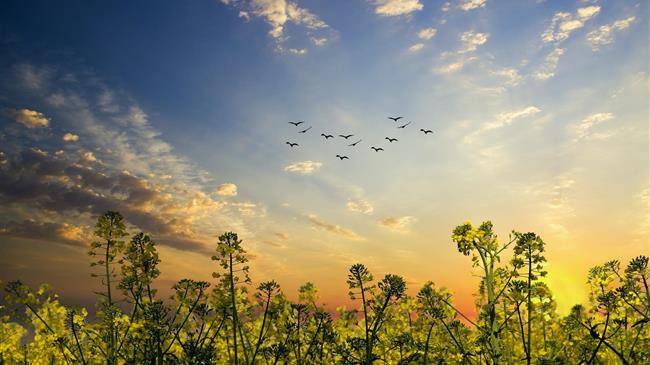 Ελαιοκραμβη: Εκτινάχθηκε η τιμή στα 828 ευρώ ο τόνος