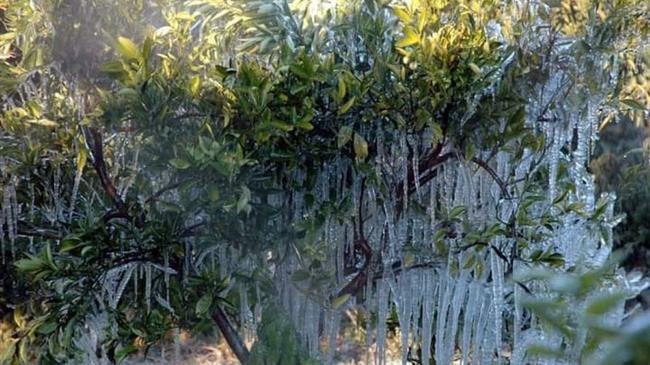 «Να αποζημιωθούν οι αγρότες της Αργολίδας για τη ζημιά που υπέστησαν»