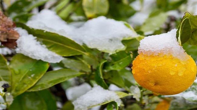 Μέχρι 10 Ιουνίου θα δοθεί η προκαταβολή αποζημιώσεων στους παραγωγούς εσπεριδοειδών