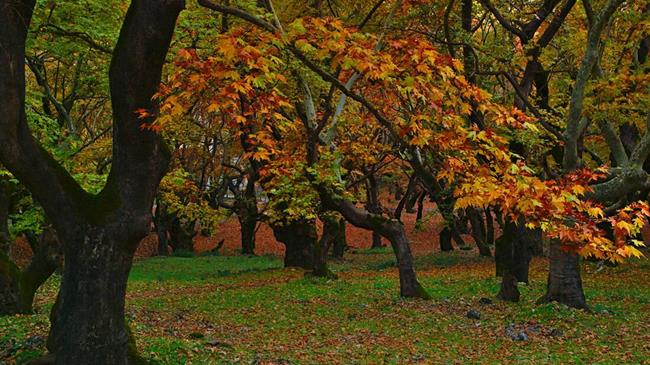 Αφανισμός πλατανόδασων Ηπείρου