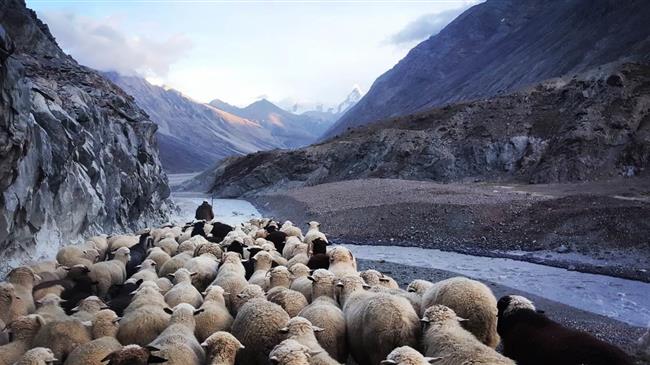 ΑΚΚΕΛ: Γιατί οι κυβερνήσεις στην Ελλάδα δεν ζητούν την επιδότηση βοσκής αιγοπροβάτων όπως έκανε η Γερμανία;