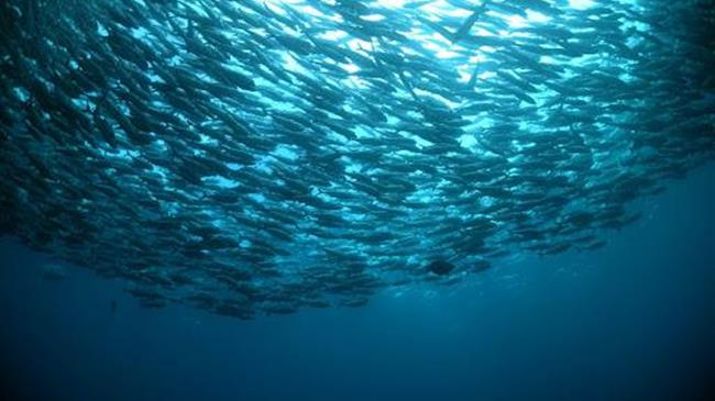 A shocking number of fishes are caught from the wild and around half are fed to farmed animals rather than people, new study reveals
