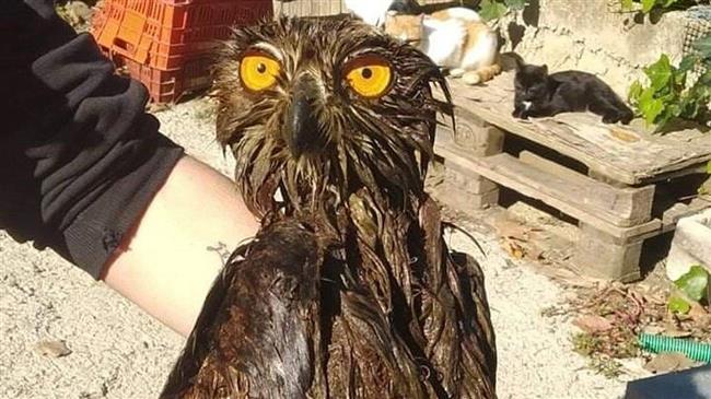 Βουτηγμένος σε λύματα βρέθηκε ένας μπούφος