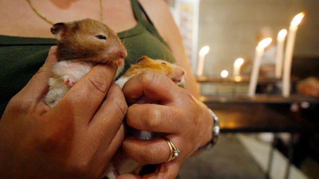 Χονγκ Κονγκ: Οι αρχές επιτρέπουν σε pet shops που πωλούν χάμστερ να ανοίξουν ξανά