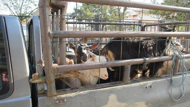 Animal Transport – Requirements must be species-specific and based on science, not on emotions