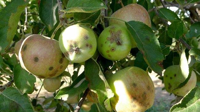 Ασθένειες στα μηλοειδή