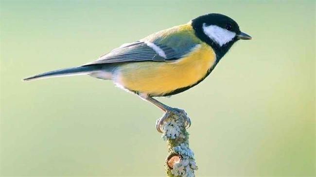 Νέα συντονισμένη επιχείρηση κατάσχεσης άγριων πτηνών στον Σχιστό