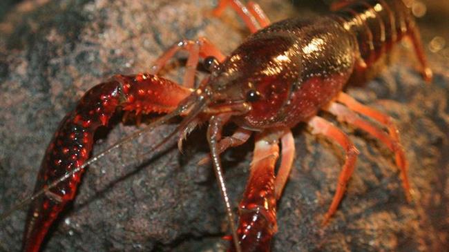 Απαγόρευση αλιείας καραβίδας 15 Φεβρουαρίου- 15 Μάιου 2022