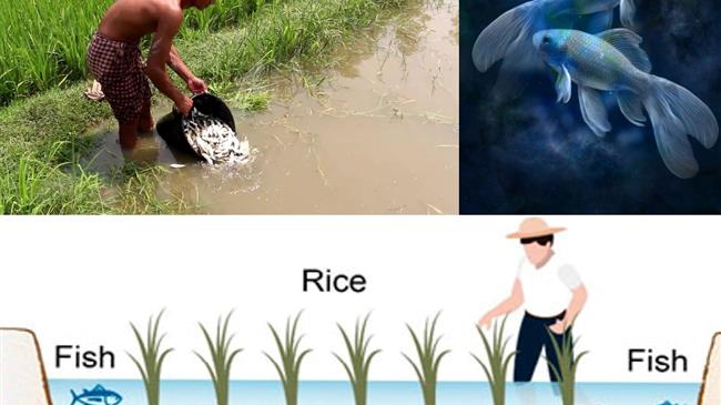 Παραγωγή ρυζιού: Φυτοφάρμακα τέλος! Βρέθηκε τρόπος καλλιέργειας φιλικός προς το περιβάλλον