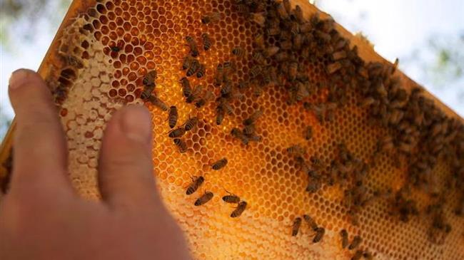 Μελισσοκομική μετανάστευση: Η μεγάλη ζήτηση και η κλιματική αλλαγή αυξάνει τις ανάγκες για μελισσοκόμους σε μετακίνηση