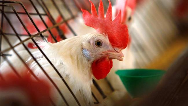 Γρίπη των πτηνών: Παγκόσμιος συναγερμός για τη ραγδαία εξάπλωση