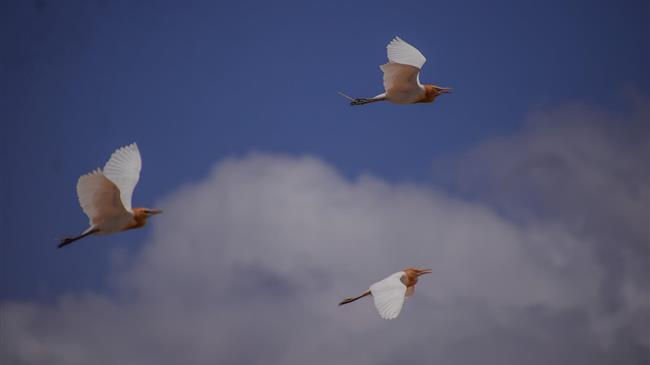 Προστασία της βιοποικιλότητας: Η ΕΕ λαμβάνει μέτρα για την πρόληψη της εισαγωγής χωροκατακτητικών ξένων ειδών