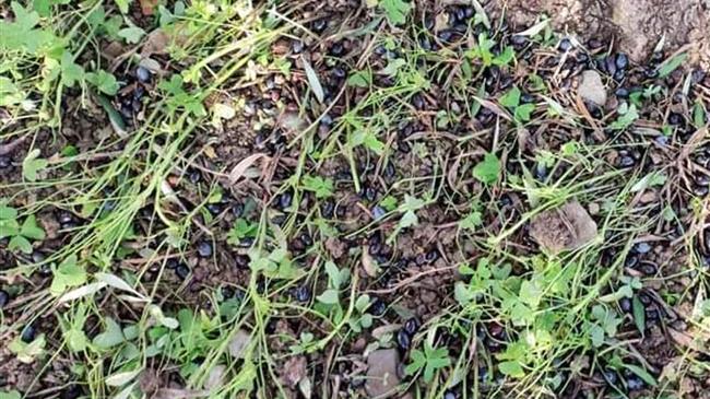 Σε απόγνωση οι ελαιοπαραγωγοί - Όλα εναντίον τους