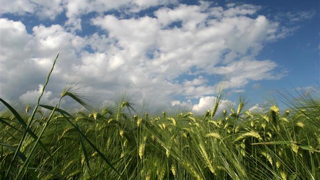 Οι εισαγωγές σιταριού της Τουρκίας από την Ουκρανία σημείωσαν ρεκόρ