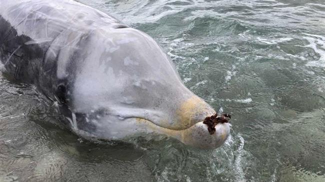 Επιτυχής η διάσωση και της τρίτης ραμφοφάλαινας στη δυτική ακτογραμμή της Κέρκυρας