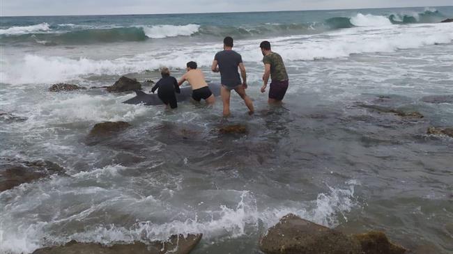 Επιτυχής διάσωση δύο ραμφοφαλαινών στη Δυτική Κέρκυρα