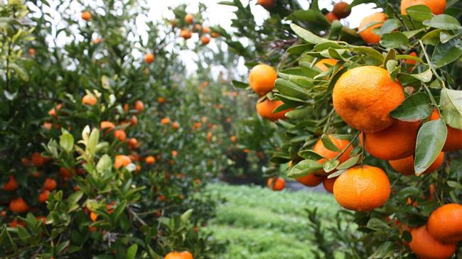 Υπογράφτηκε η ΚΥΑ για ενισχύσεις για κλημεντίνη, επίσπορη και βιομηχανική πατάτα- Ενίσχυση στους οστρακοκαλλιεργητές
