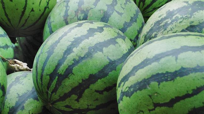 Σε ολική καταστροφή οδηγούνται οι καλλιεργητές καρπουζιού