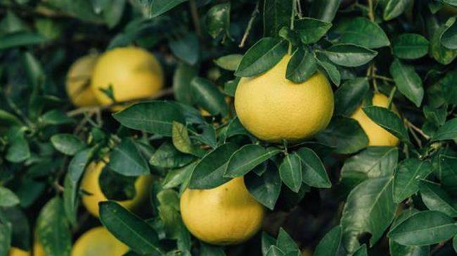 Υπογράφηκε από τον περιφερειάρχη Πελοποννήσου Π. Νίκα η προγραμματική με τον ΕΛΓΟ “Δήμητρα” για τα υποτροπικά είδη