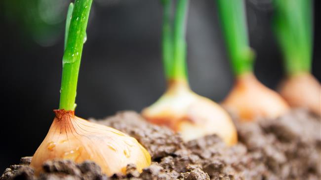 Χορηγήθηκε άδεια διάθεσης στην αγορά στο εντομοκτόνο BENEVIA