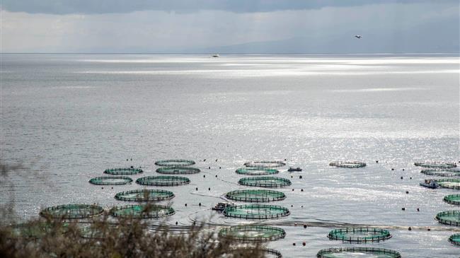 "Shaping the future of sustainable aquaculture in the Mediterranean and the Black Sea"