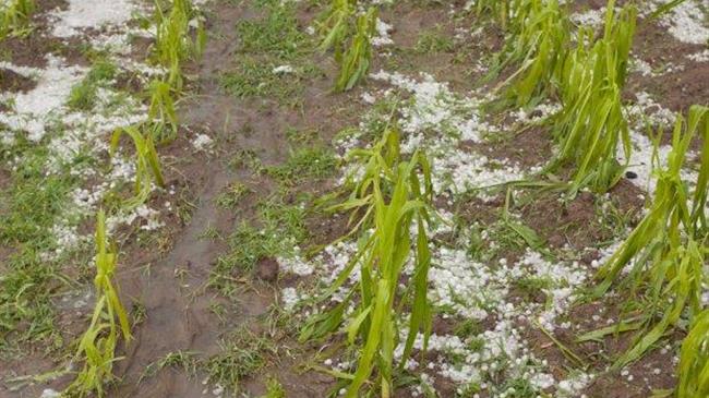 Αποζημιώσεις σε αγρότες και παραγωγούς, εξαιτίας των καταστροφών του «Ιανού» και του παγετού της άνοιξης του 2021 για περιοχές Φθιώτιδας