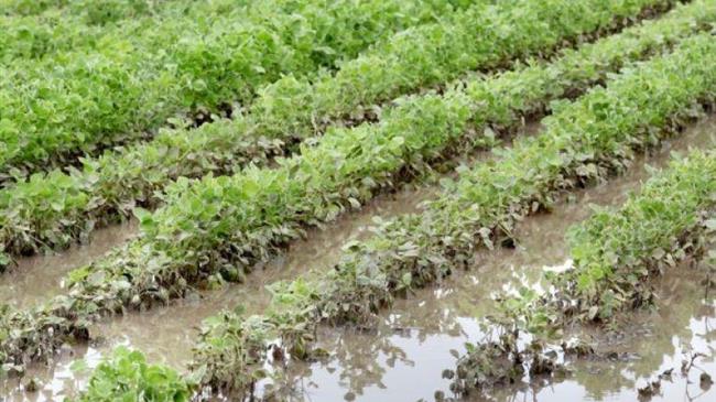 Καταγραφή ζημιών σε φυτικό κεφάλαιο / πάγιες εγκαταστάσεις από κλιμάκια του ΕΛΓΑ