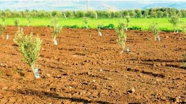 Φύτευση ελαιοδένδρων στον Δήμο του Πύργου Ηλείας στα πλαίσια της Πρωτοβουλίας του ΚΕΠΑ