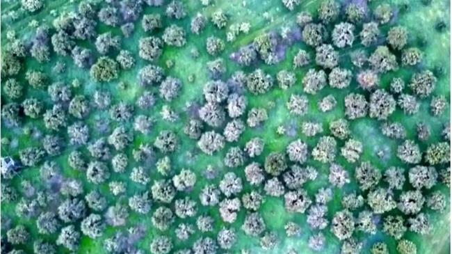 Αργολίδα: Τα πορτοκάλια έγιναν παγάκια – Αποκαλυπτικές εικόνες από drone