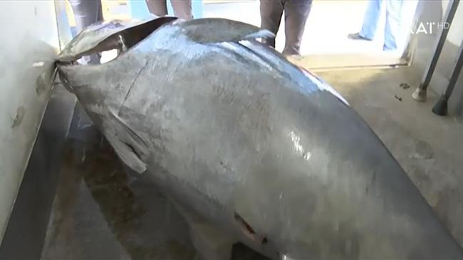 Συμφωνία για την Επιτροπή Αλιείας με το Cabo Verde