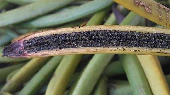 Βανίλια: Οι κυκλώνες πιέζουν την τιμή του προϊόντος