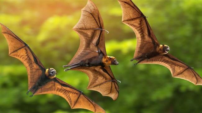 Το μυστικό για την υγιή γήρανση μπορεί να βρίσκεται στις νυχτερίδες