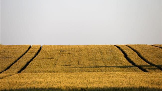 Ρωσία: Αναμένει «ρεκόρ» 150 εκατομμυρίων τόνων συγκομιδής σιτηρών το 2022